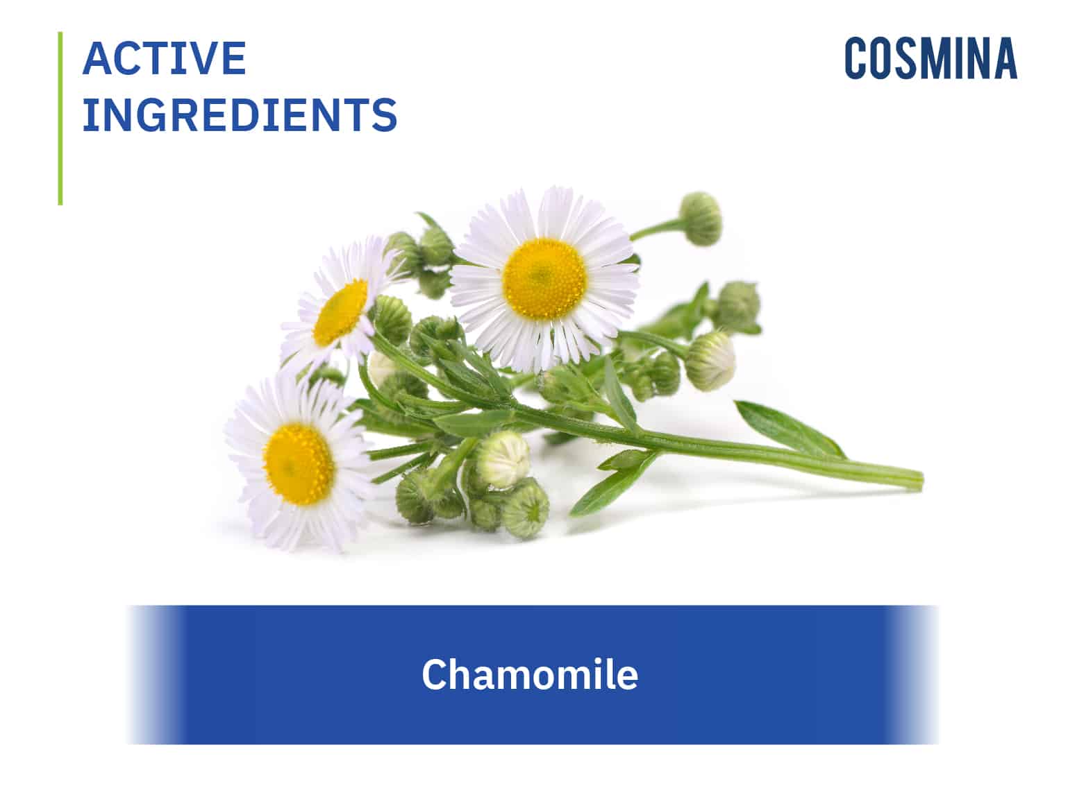 [:th]Chamomile Extract[:]