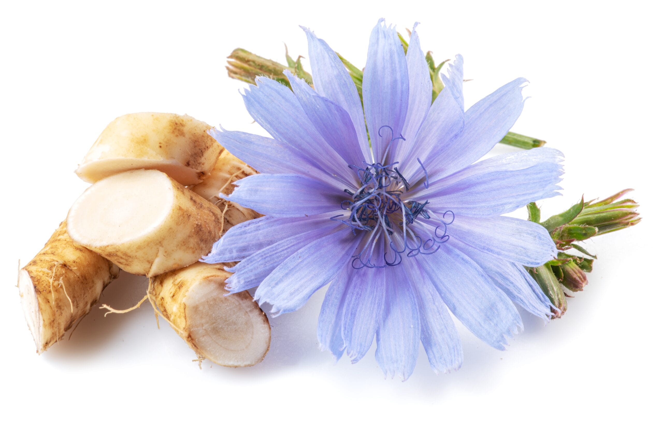 Chicory