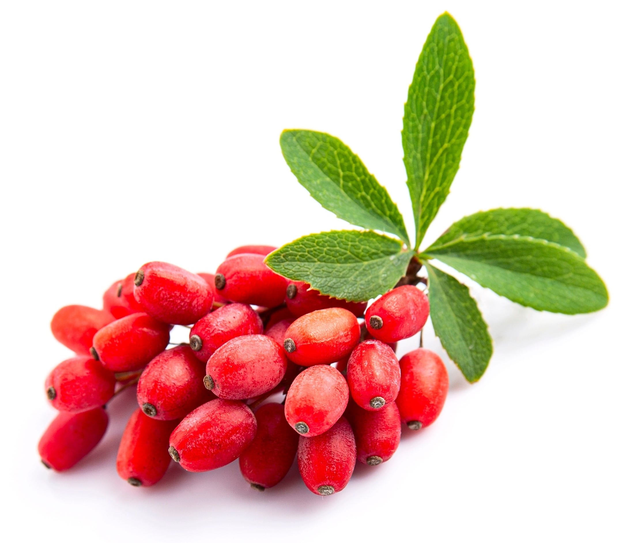 PhytoCellTec™ Goji