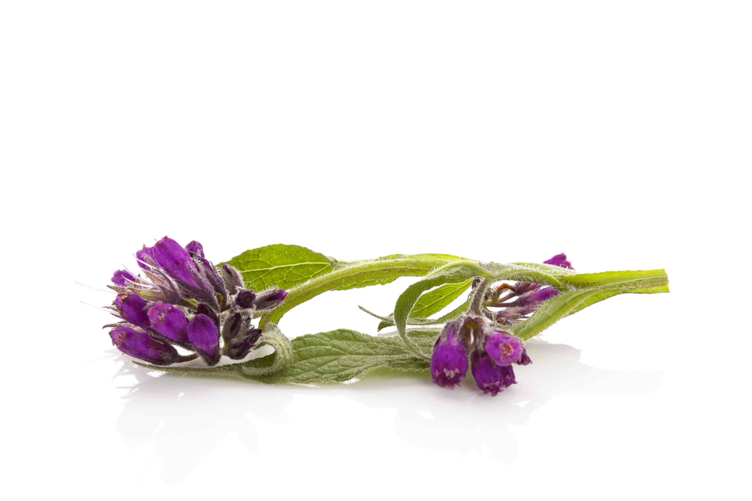 [:th]Healthy,Comfrey,Flower,With,Leaves,,Symphytum,Officinale.,Comfrey,Isolated,On[:en-us]Healthy,Comfrey,Flower,With,Leaves,Symphytum,Comfrey[:]