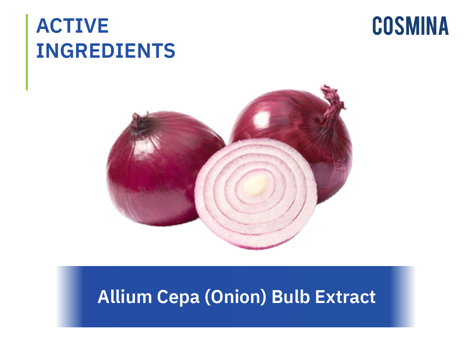 [:th]Allium Cepa (Onion) Bulb Extract[:en-us]Allium-Cepa-Onion-Bulb[:]