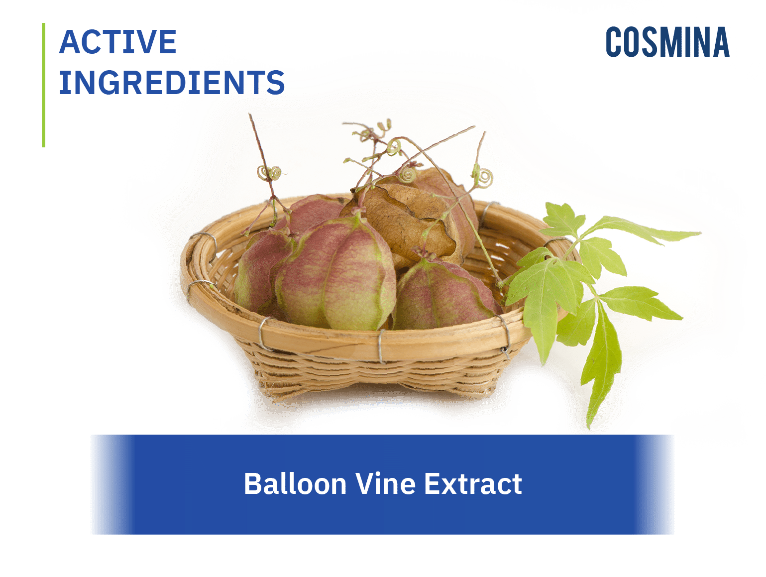 [:th]Ballon Vine Extract[:]