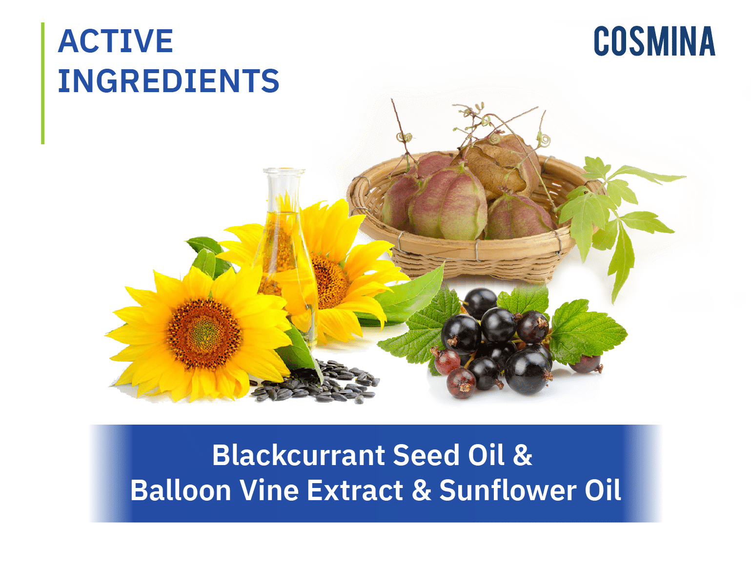 [:th]Blackcurrant Seed, Balloon Vine, Sunflower[:]