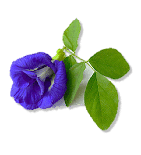 [:th]Blue Per Extract[:]