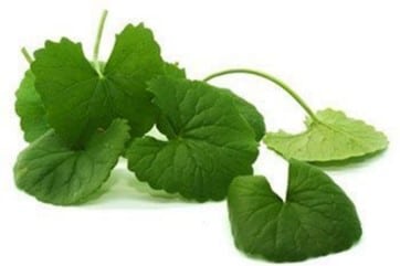 [:th]Centella Asiatica Extract[:]