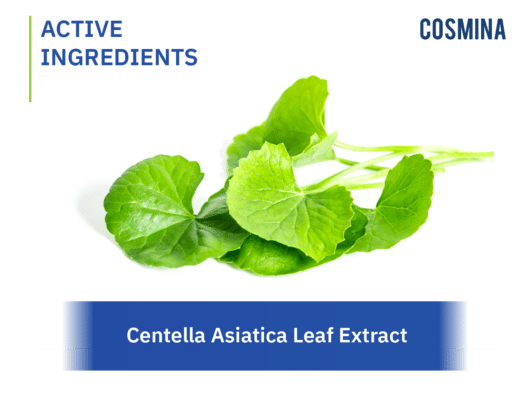 [:en-us]Centella Asiatica Leaf Extract[:]