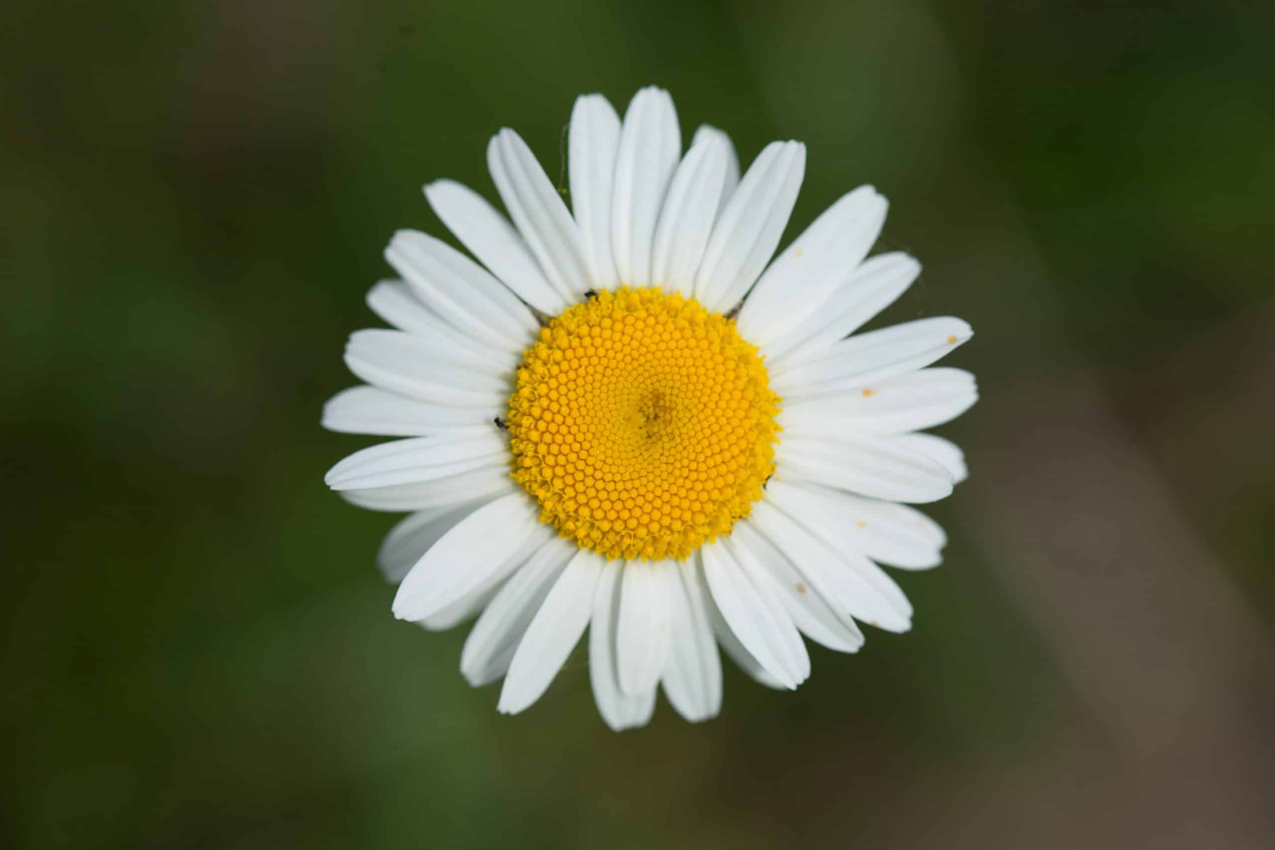 [:th]Chamomile Extract[:]