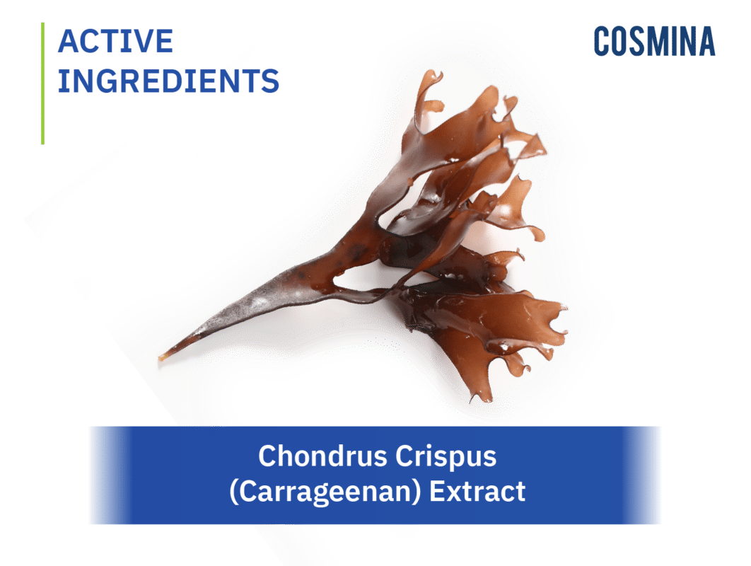 [:en-us]Chondrus Crispus[:]