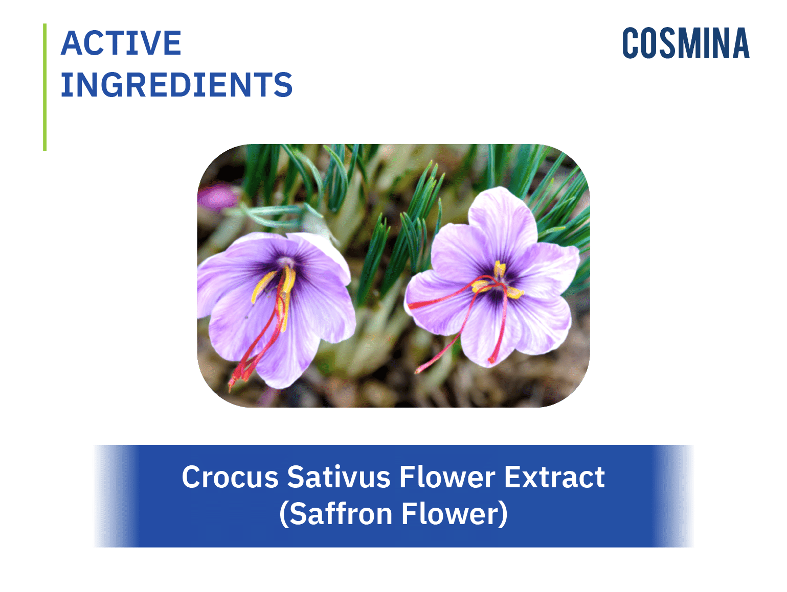 [:th]Crocus Sativus Flower Extract (Saffron Flower)[:]