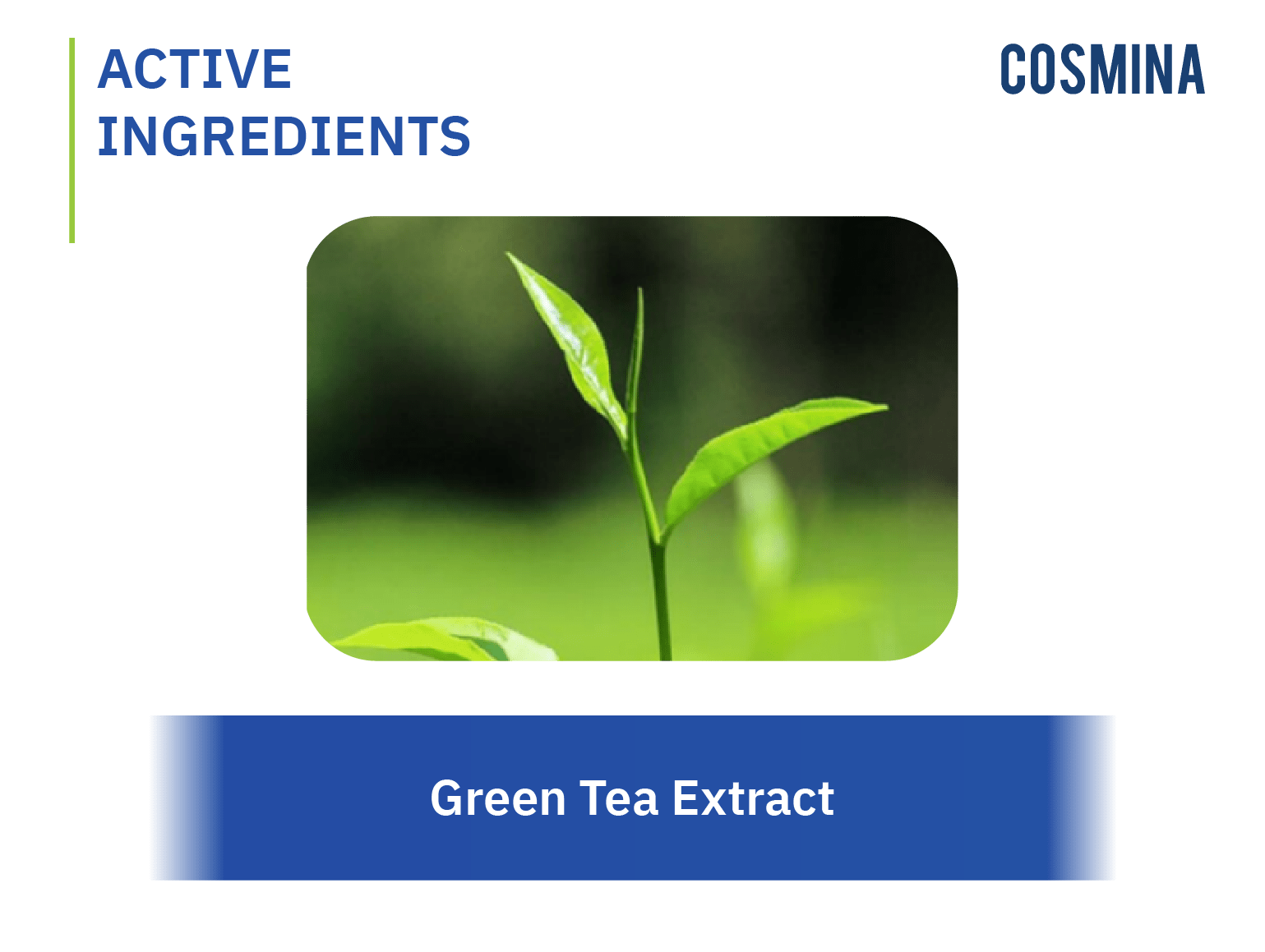 [:th]Green Tea Extract[:]