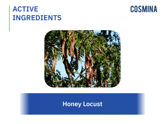 [:en-us]Honey Locust[:]