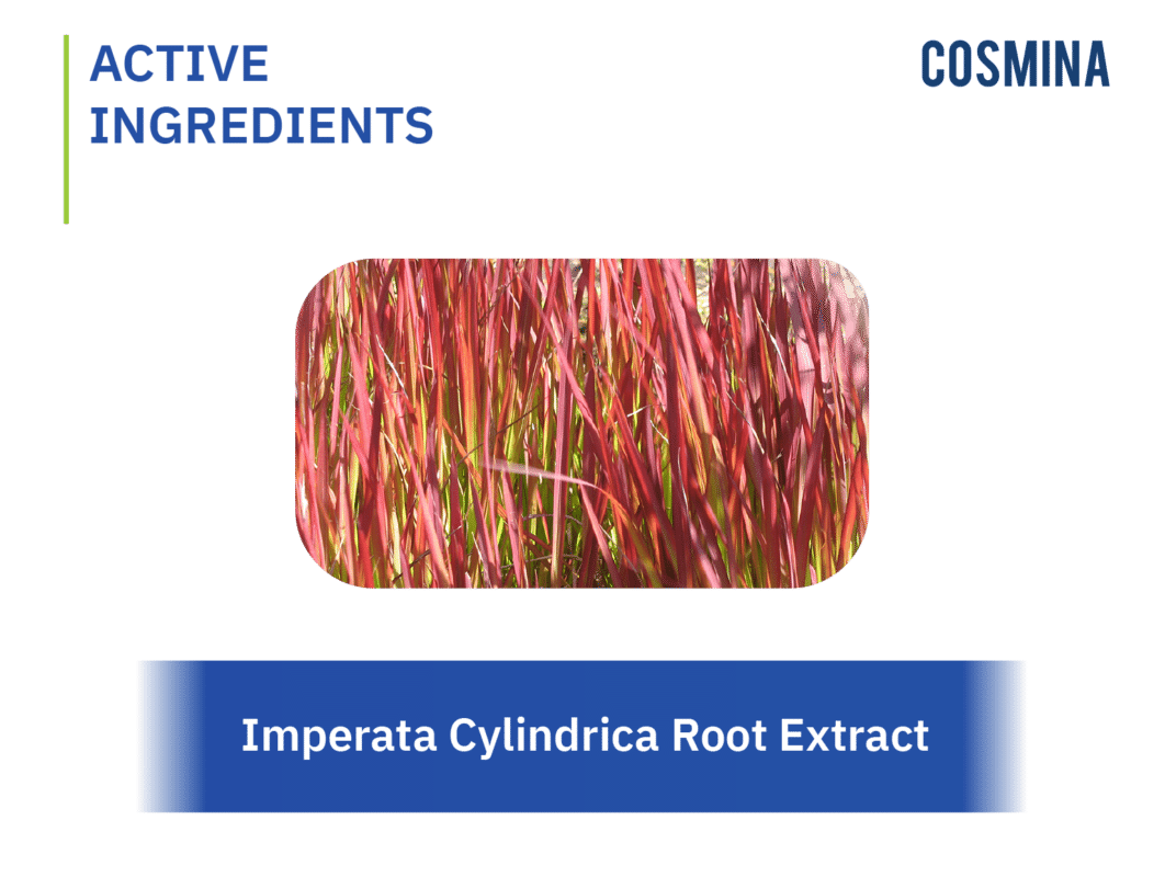 [:th]Imperata Cylindrica Root Extract[:en-us]Imperata Cylindrica Root Extract[:]