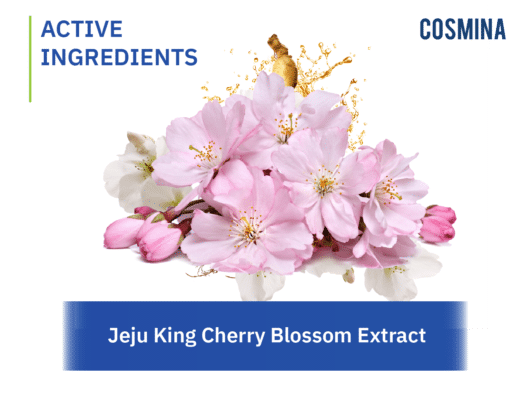 [:th]Jeju King Cherry Blossom[:]