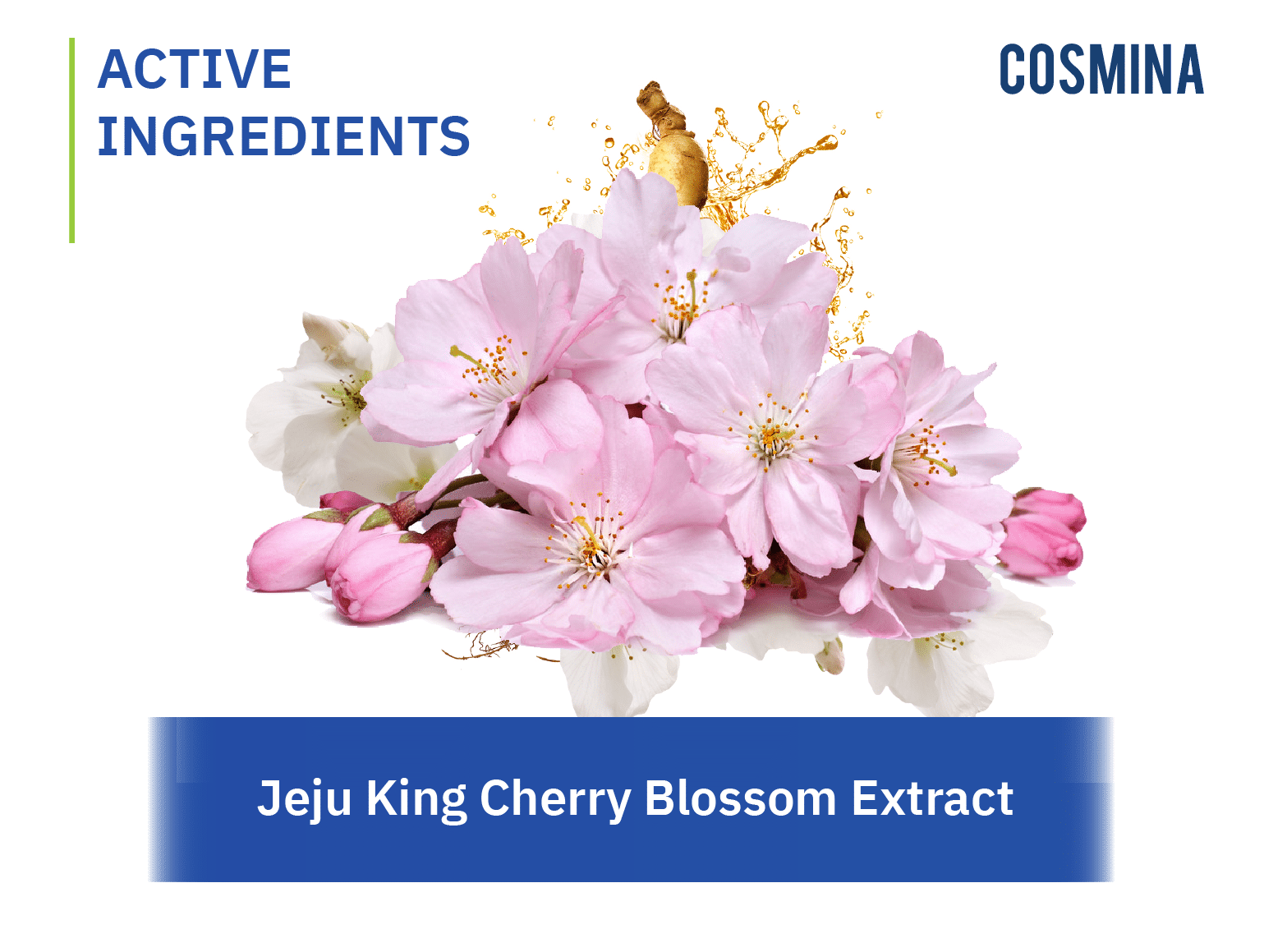 [:th]Jeju King Cherry Blossom[:]