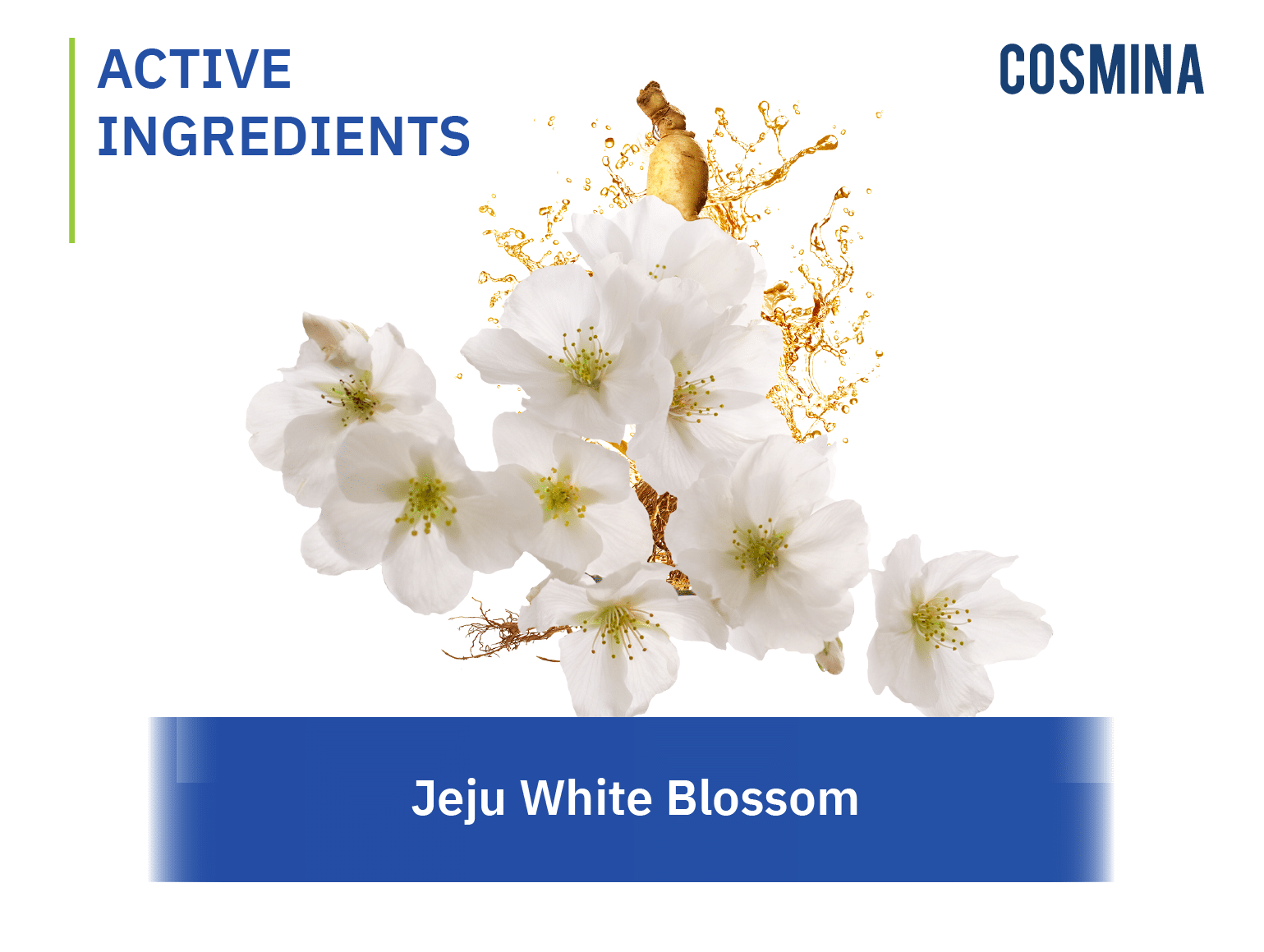 [:th]Jeju White Blossom[:]