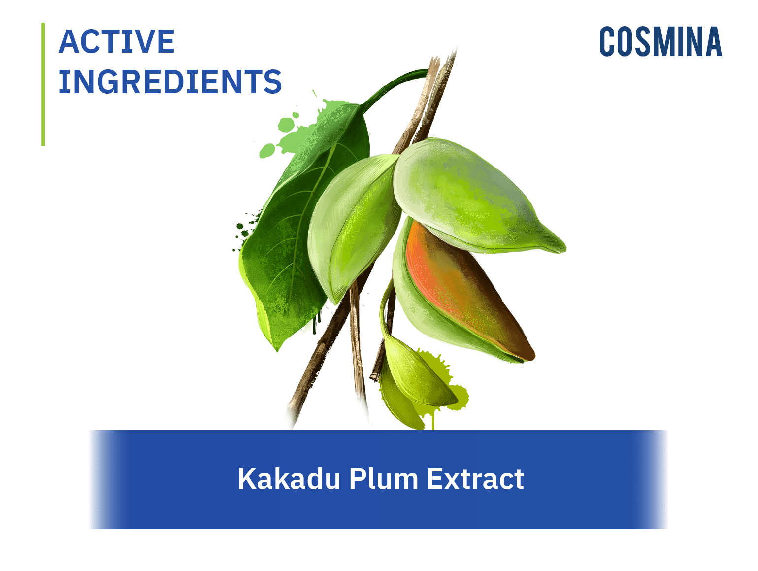 [:th]Kakadu Plum Extract[:]