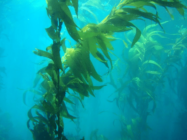 [:th]Macrocystis Pyrifera (Kelp) Extract[:]