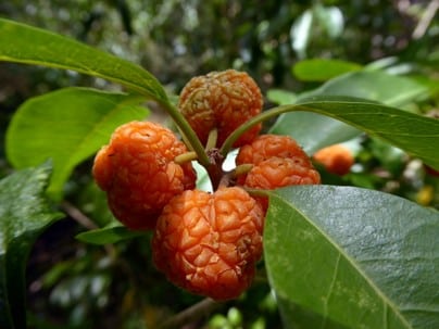 [:th]Maclur[:en-us]Organic Maclura Cochinchinensis[:]