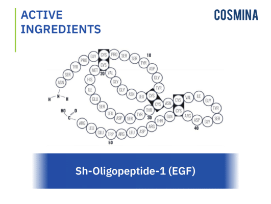 [:th]Sh-Oligopeptide-1 (EGF)[:]