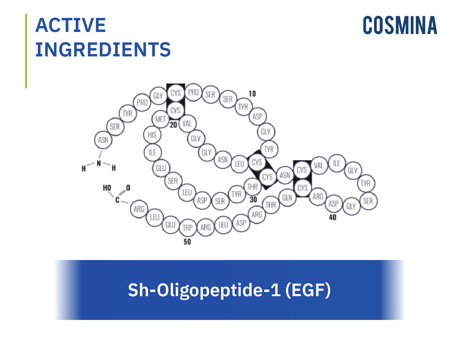 [:th]Sh-Oligopeptide-1 (EGF)[:]