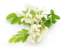 [:en-us]jeju white blossom[:]