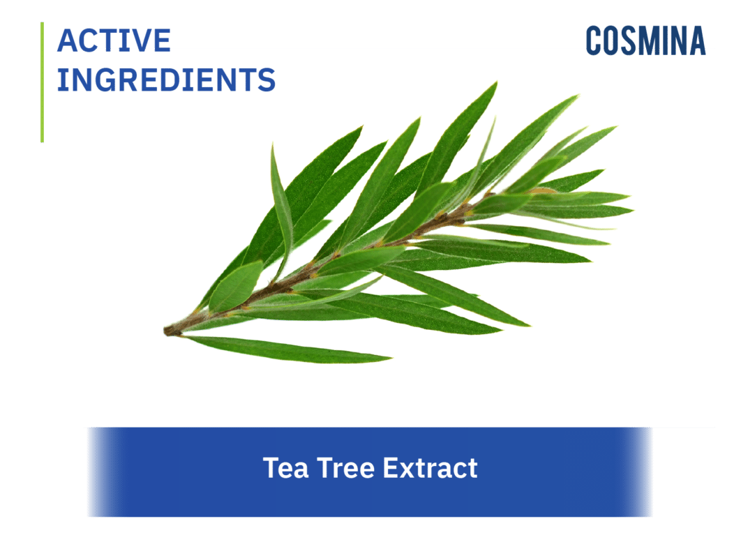 [:th]Tea Tree Extract[:en-us]Tea Tree Extract[:]