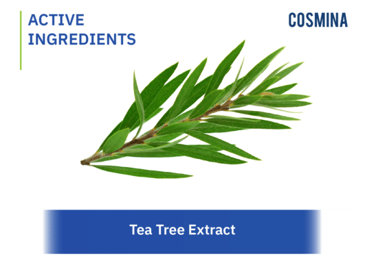 [:th]Tea Tree Extract[:en-us]Tea Tree Extract[:]