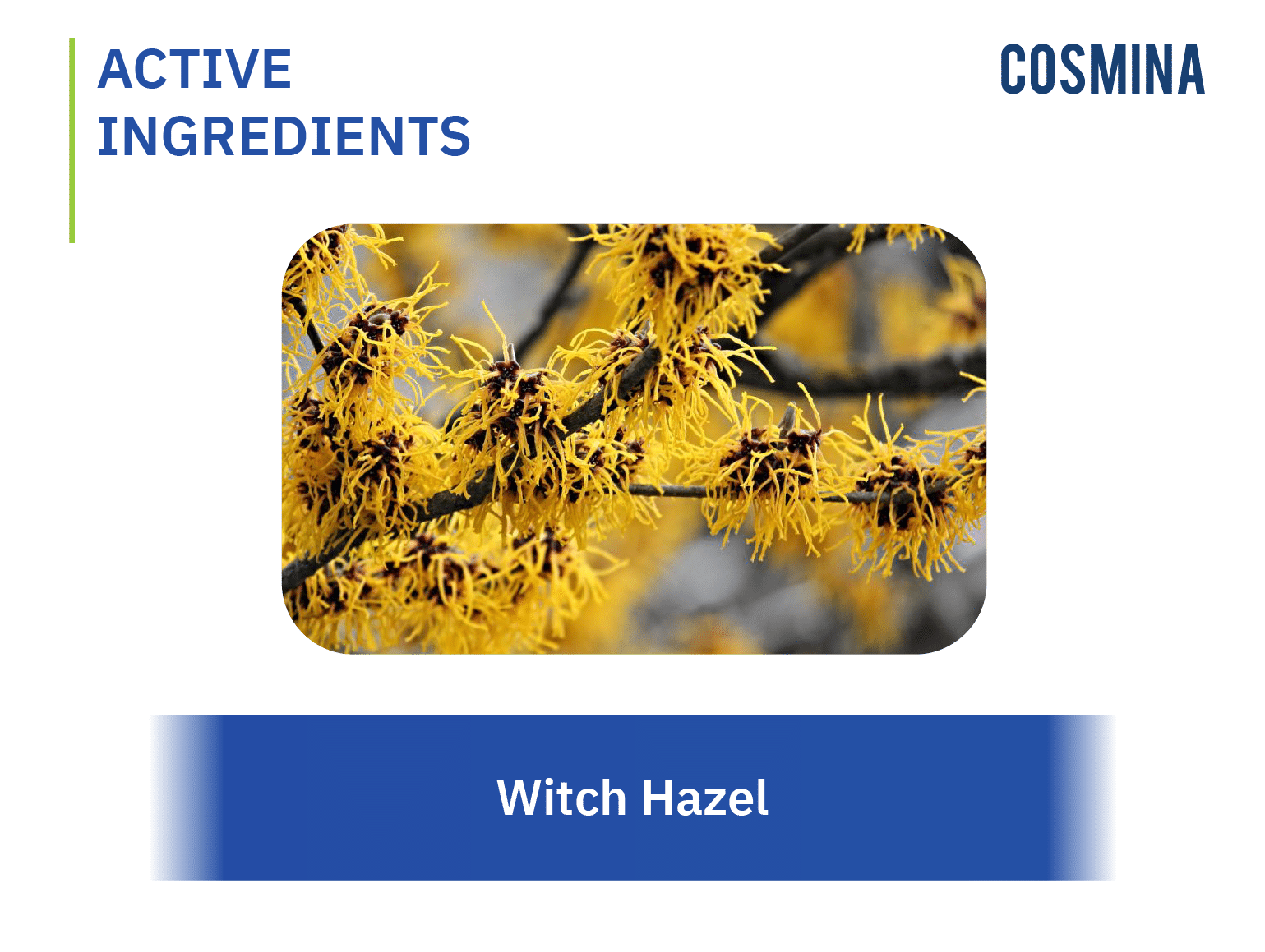 [:th]Witch Hazel[:]