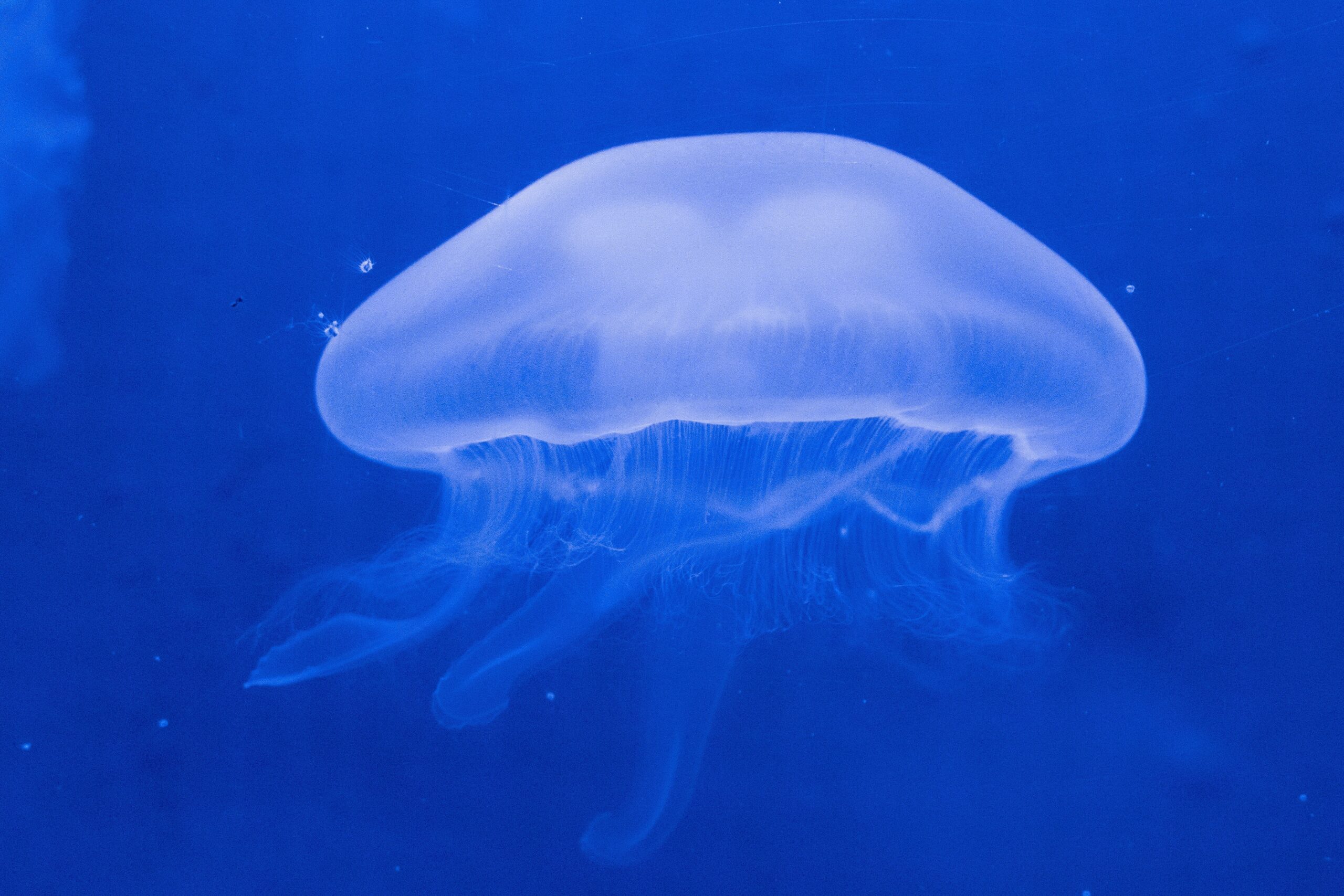jellyfish