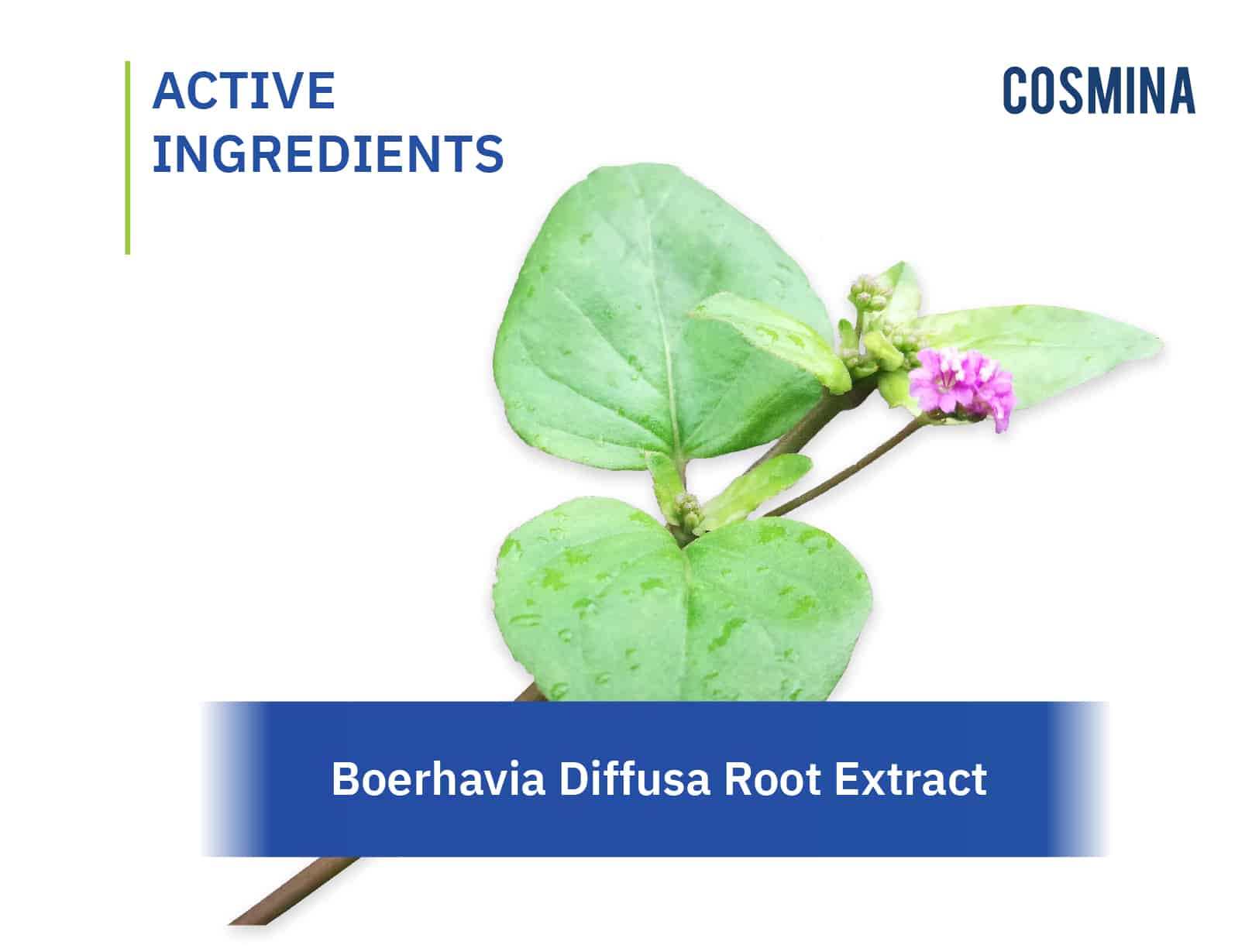 Boerhavia Diffusa Root