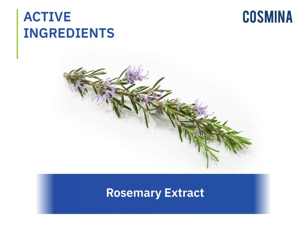 Rosemary Extract (สารสกัดจากดอกโรสแมรี่) COSMINA