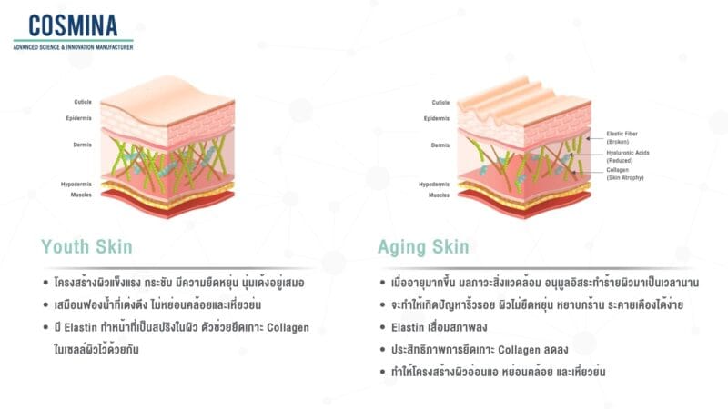 Youth & Aging Skin