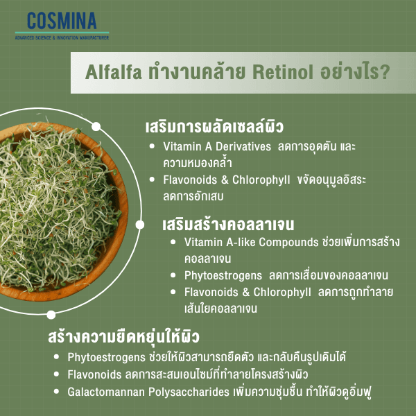 Alfalfa ทำงานคล้าย Retinol อย่างไร