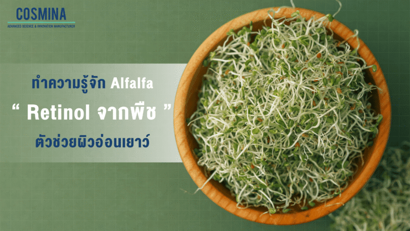 Alfalfa คือ
