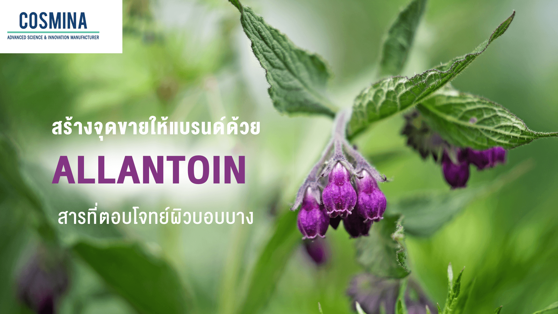 Allantoin