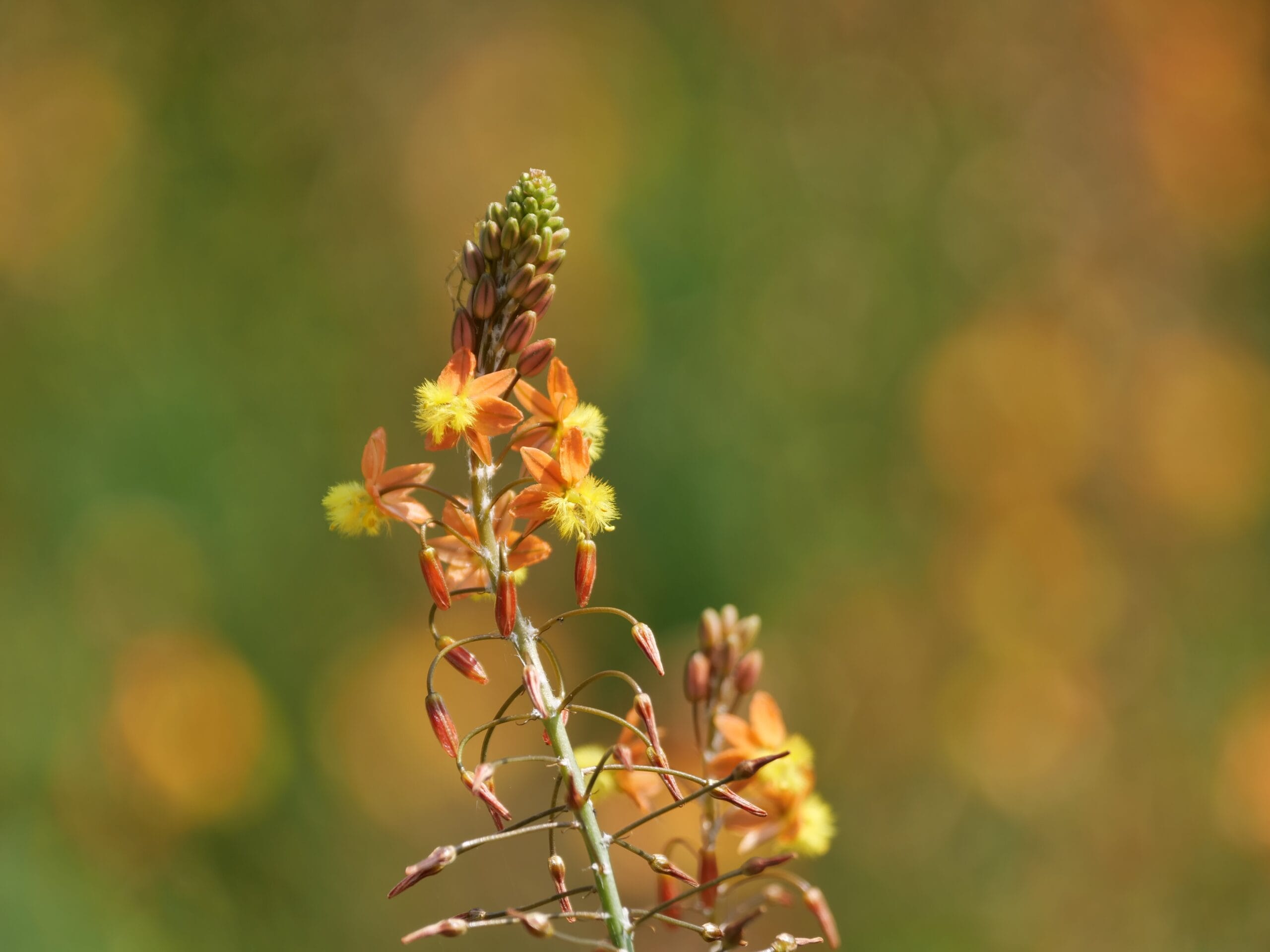 Burn Jelly Plant