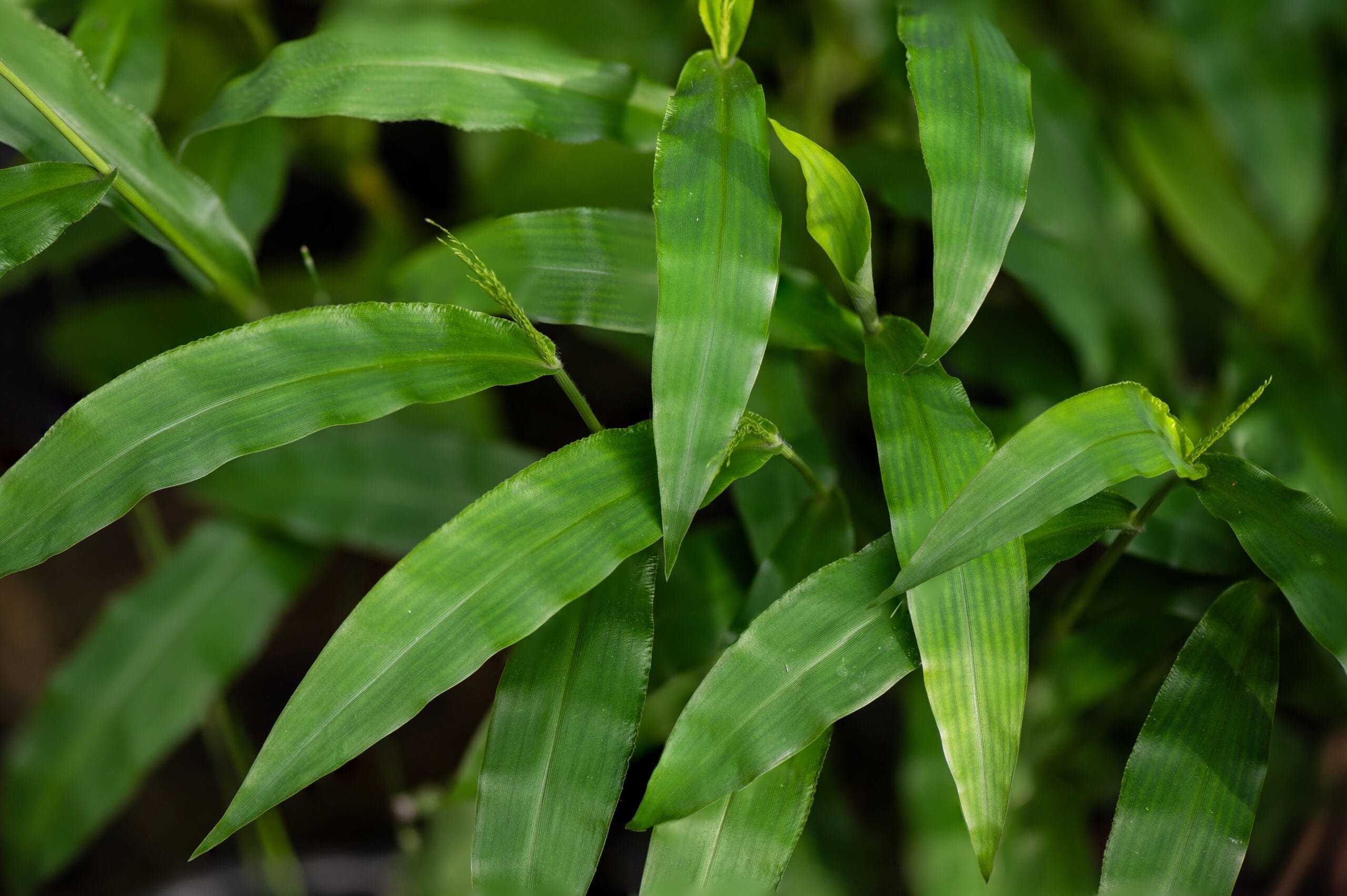 Centotheca Lappacea Extract