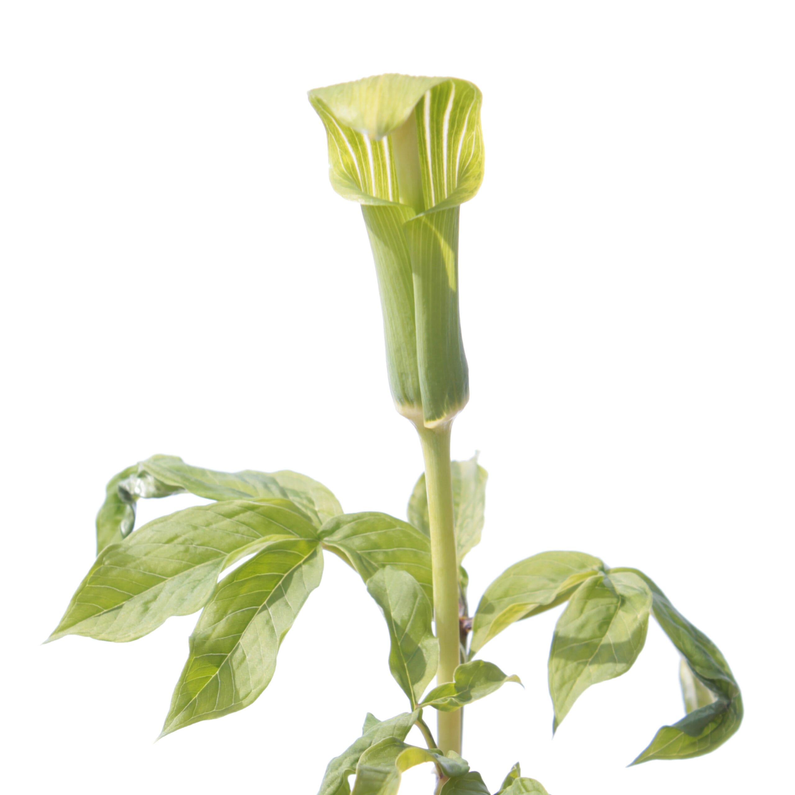 Melazero