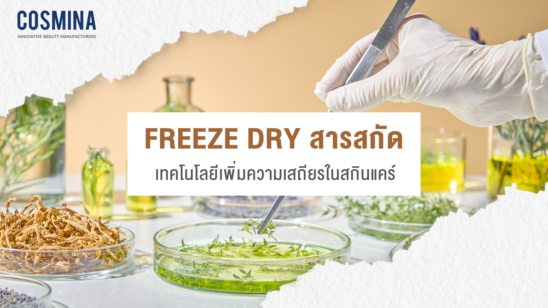 การ Freeze dry สารสกัด