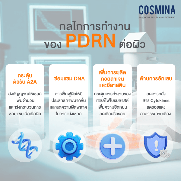 กลไกการทำงาน ของ PDRN ต่อผิว