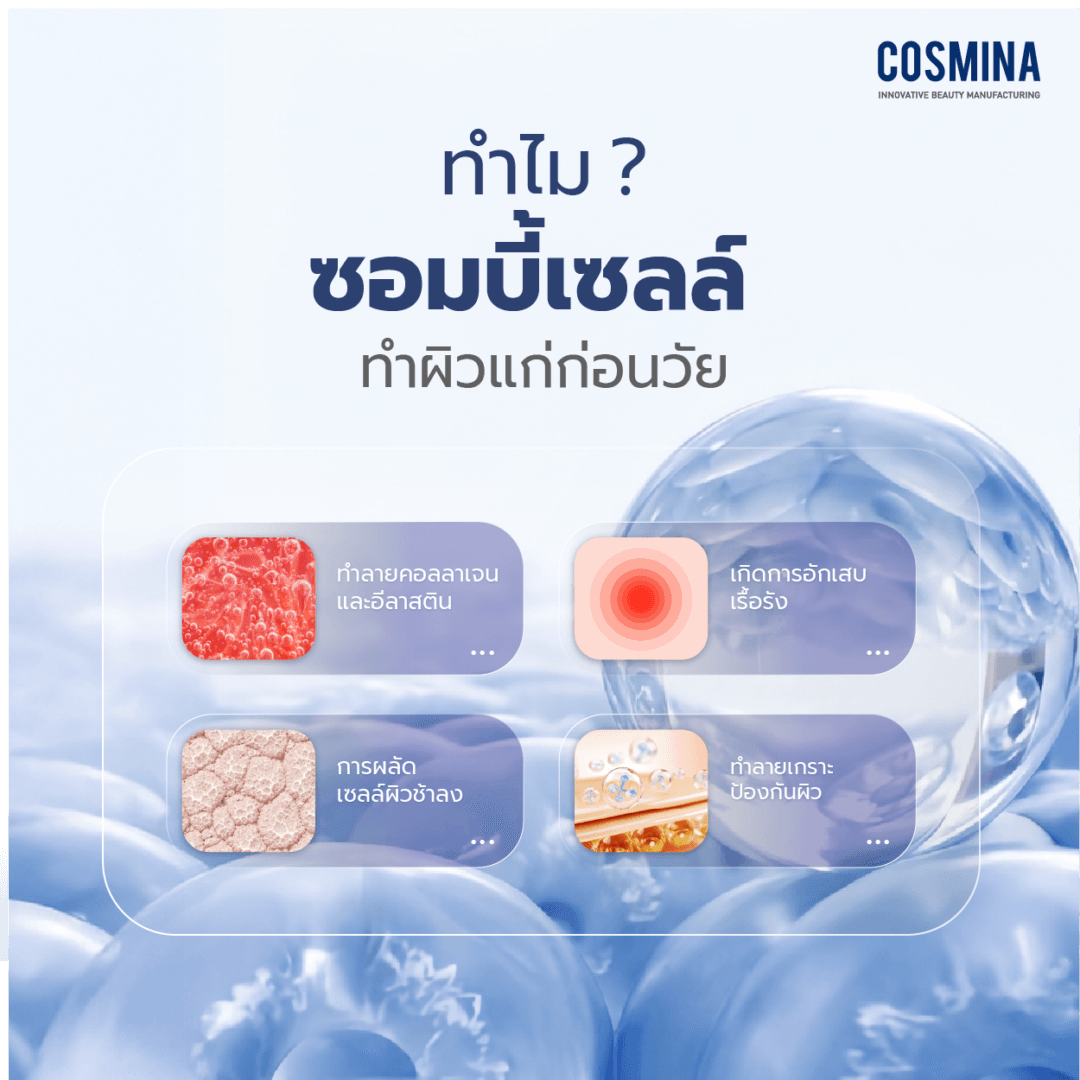 ซอมบี้เซลล์ 02