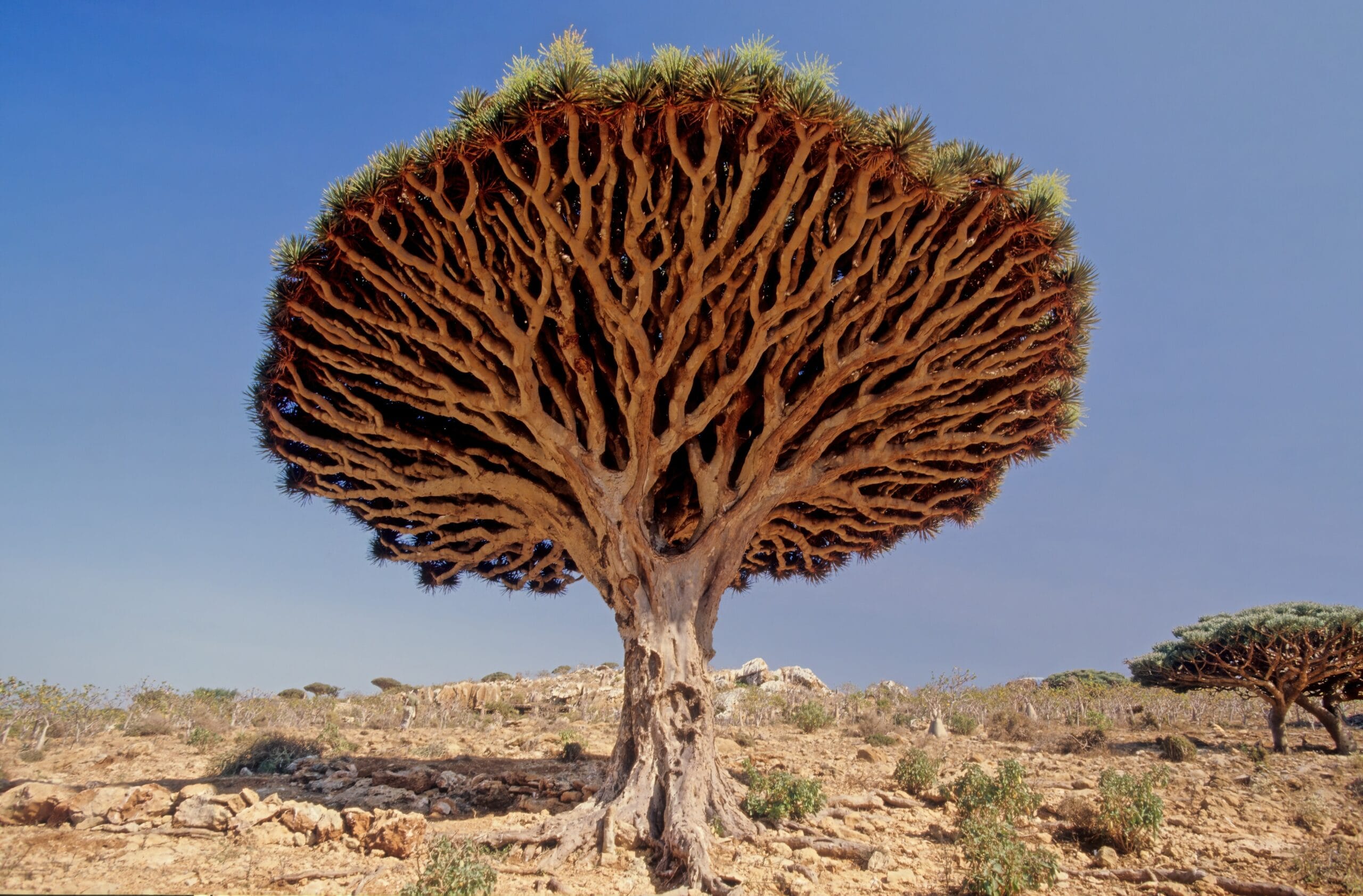 Croton Lechleri Resin