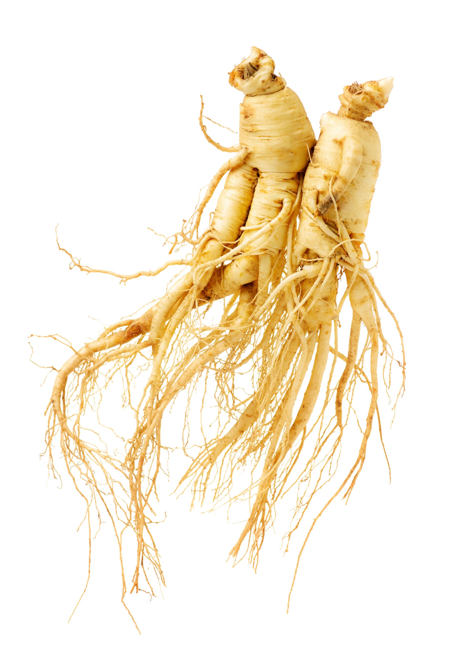 Ginseng Extract