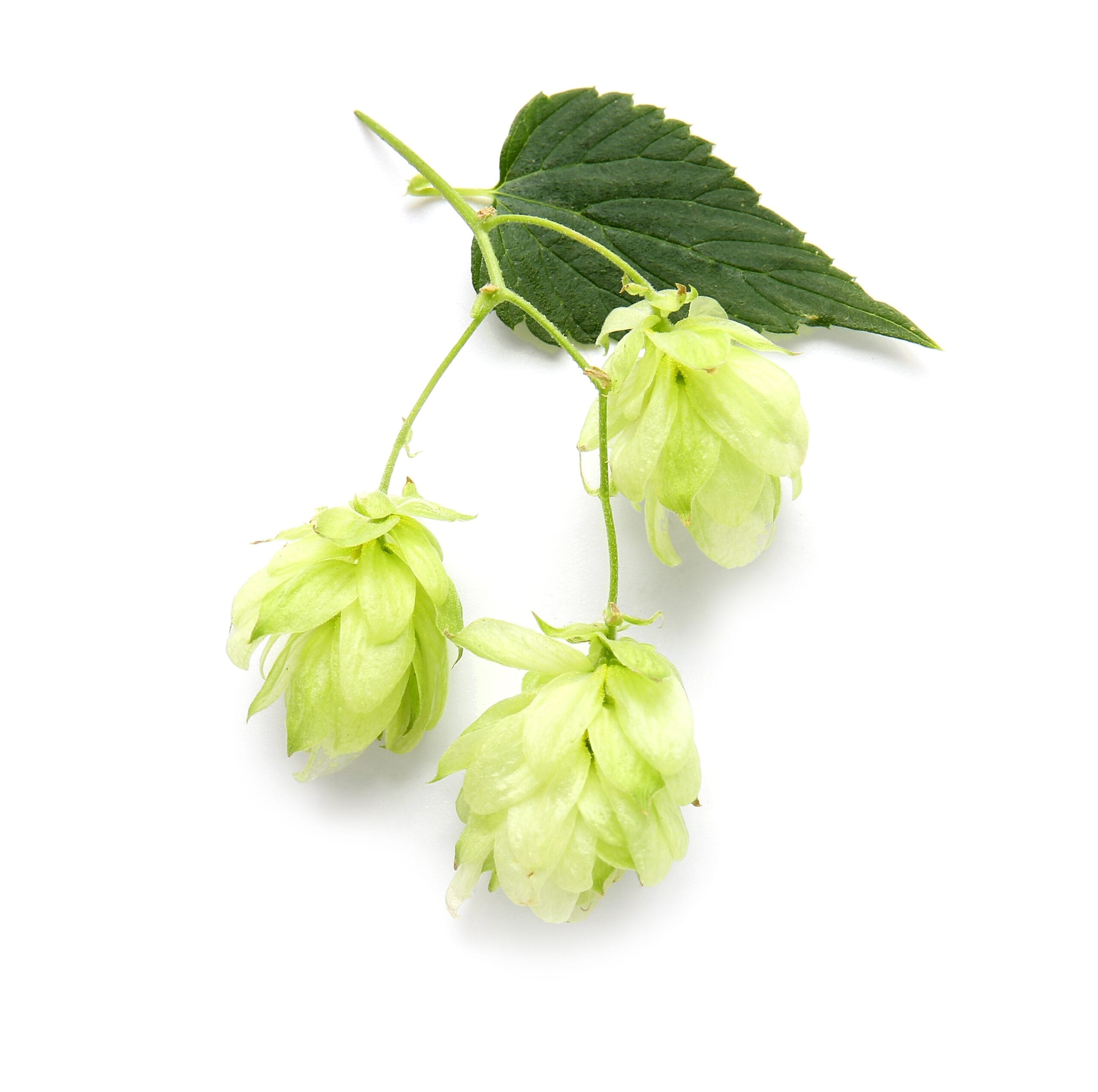 Humulus Lupulus (Hops) Extract