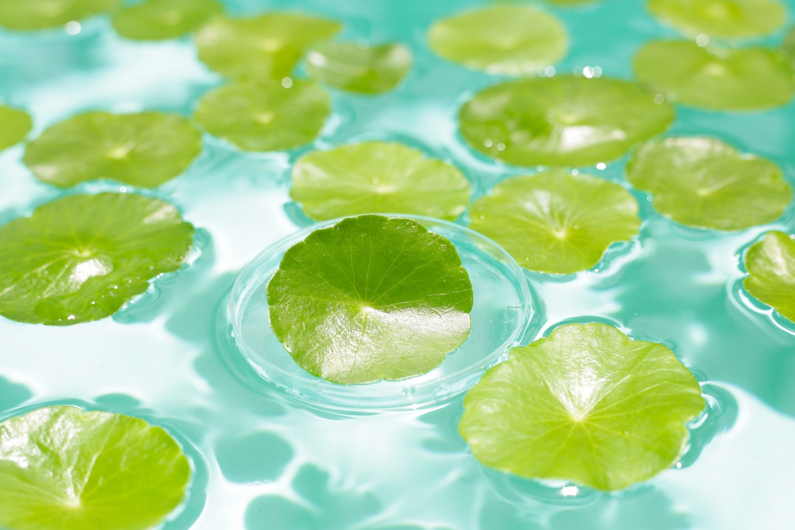 MC-PhytoDNA® Centella