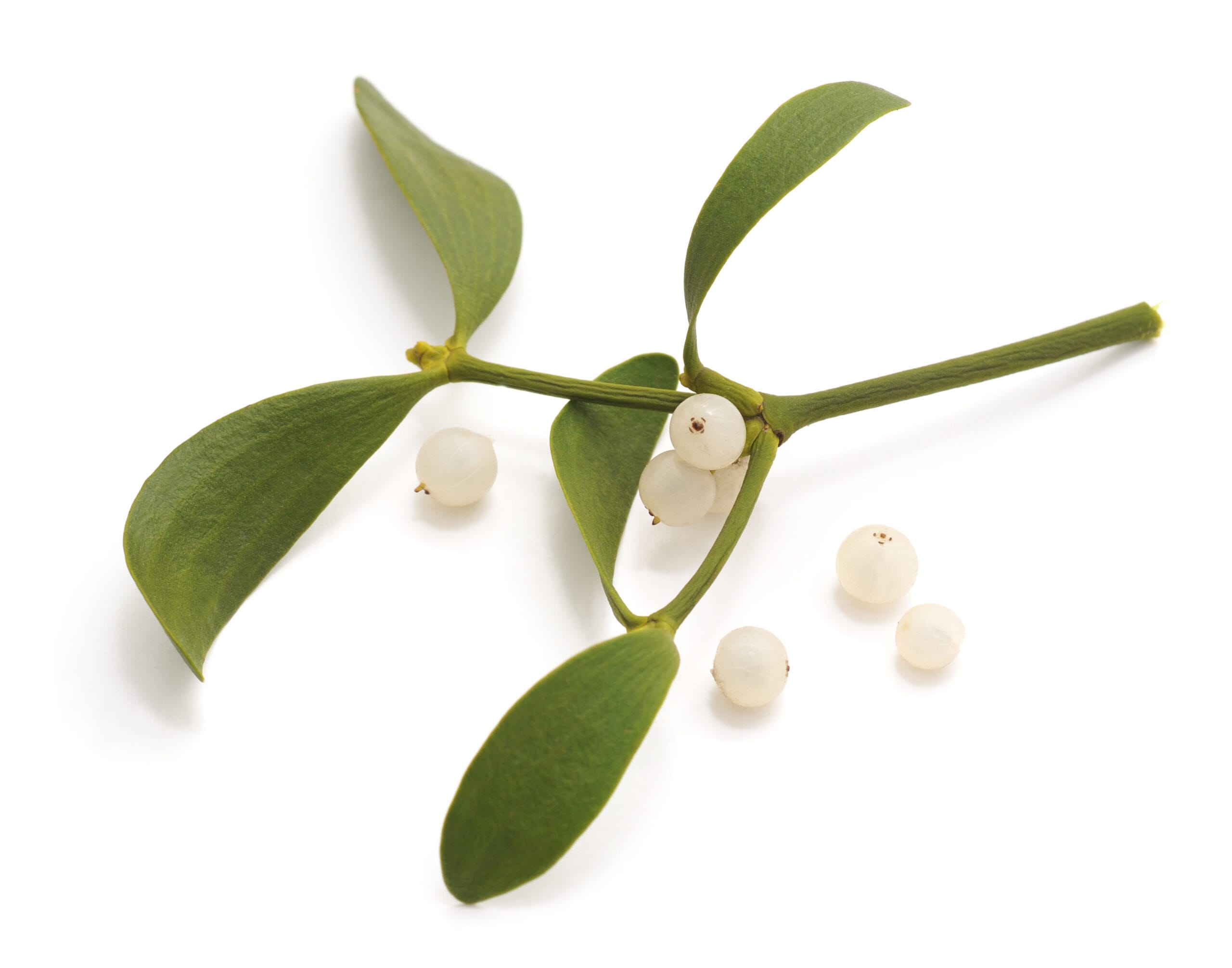 Mistletoe Extract