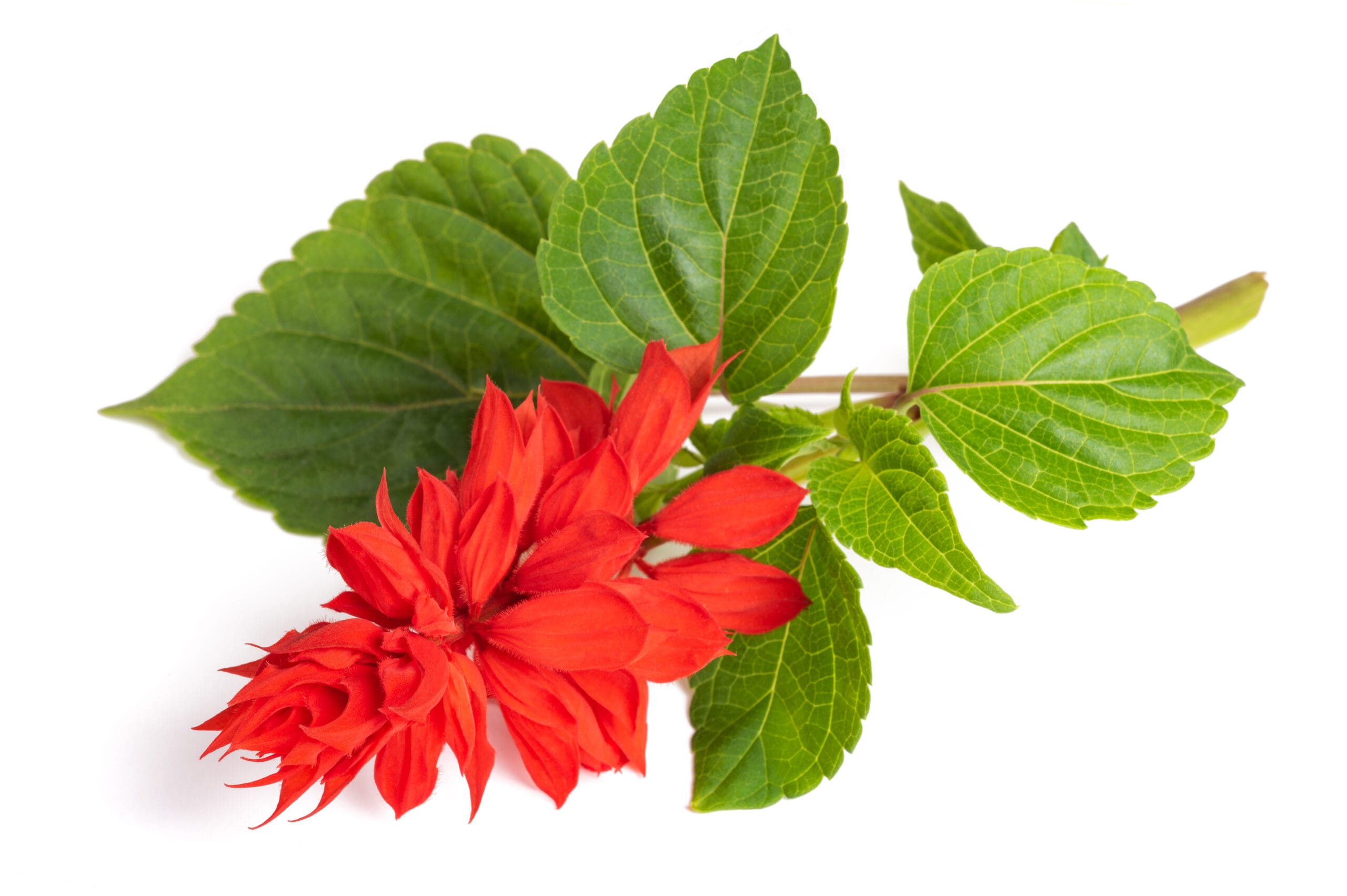 Red Sage