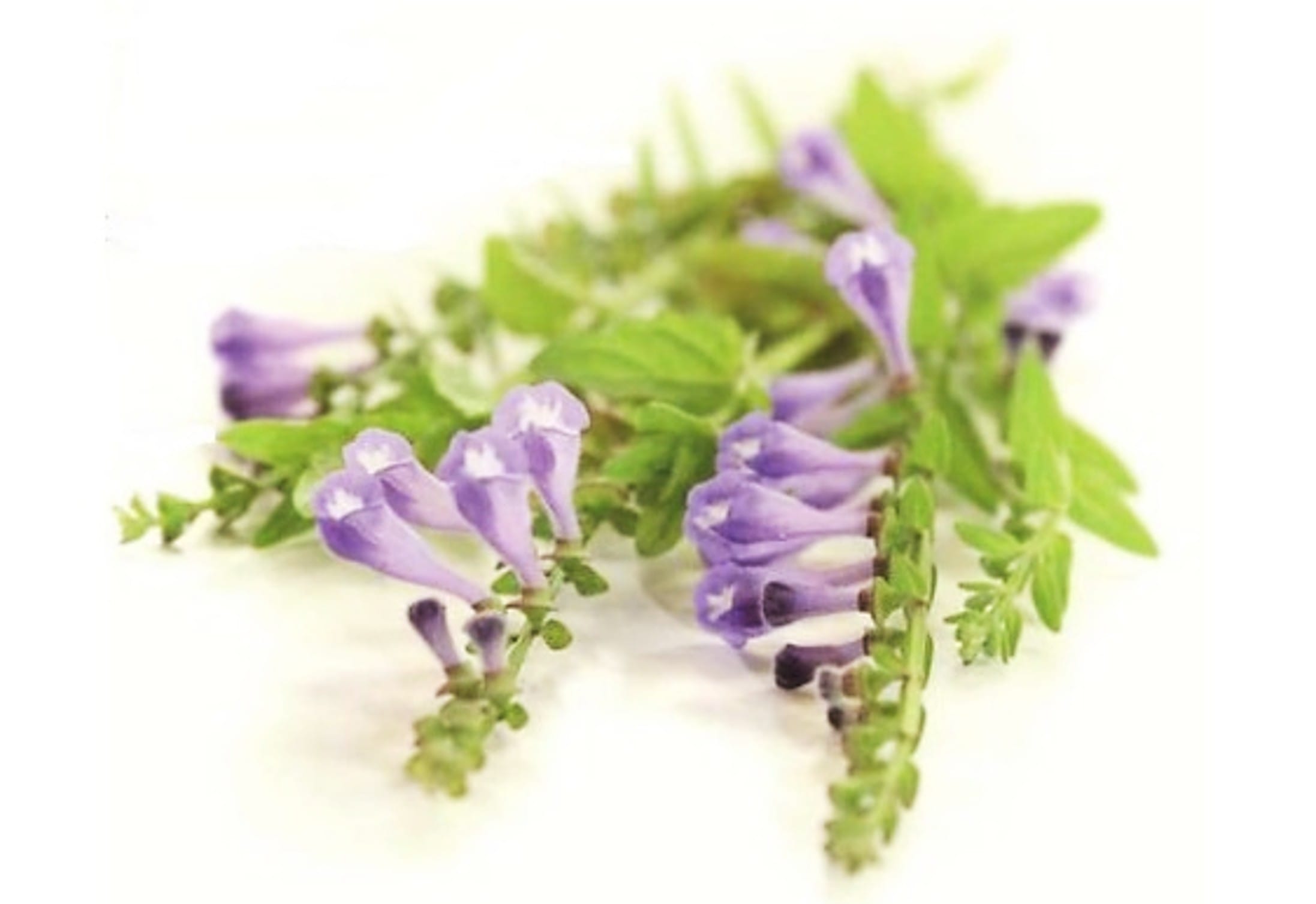 Scutellaria Baicalensis Root Extract