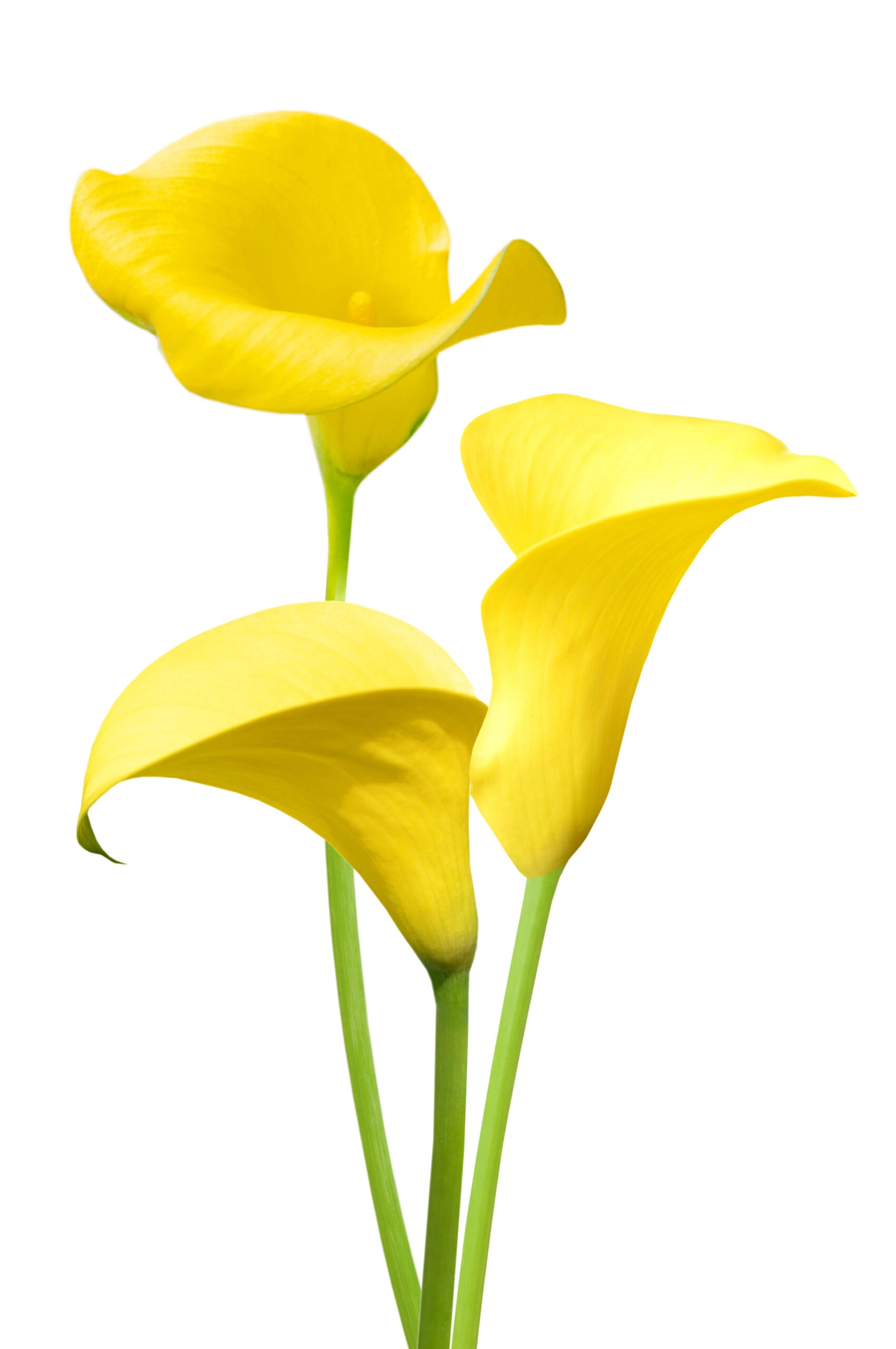 Yellow Calla Lily