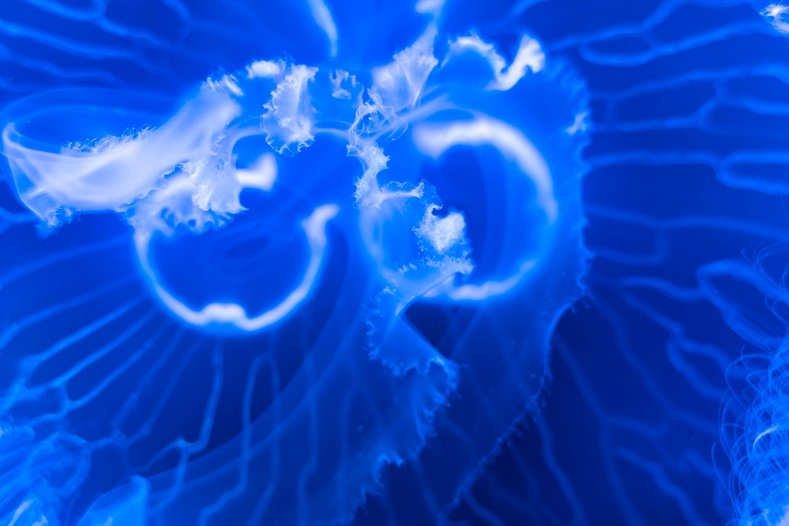 Brighlette™ Marine Ingredient